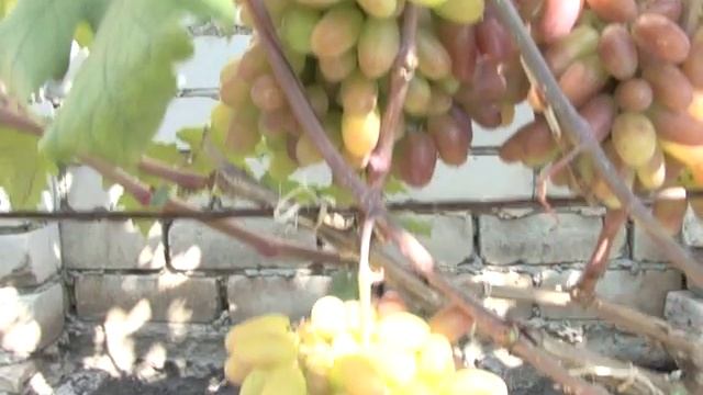 Сто двадцать сортов винограда  настоящая коллекция в семье старооскольских виноградарей