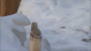 Ловля на косынки зимой с сигнализатором