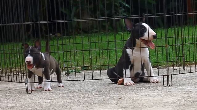 Miniature & Bullterrier standard смотреть онлайн