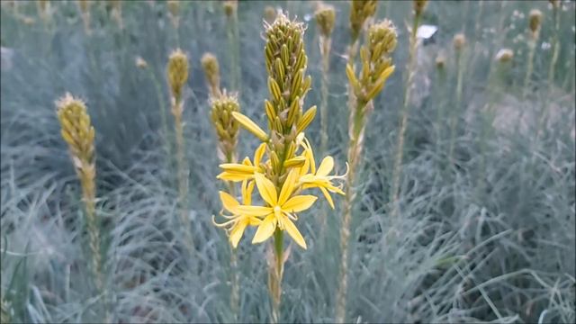 Złotnica Żółta - Poradnik Ogrodowy #306 смотреть онлайн