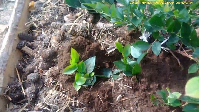 ГОЛУБИКА САДОВАЯ.РАЗМНОЖЕНИЕ ГОЛУБИКИ смотреть онлайн