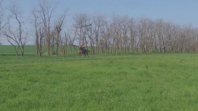 Конь из авито #2 смотреть онлайн