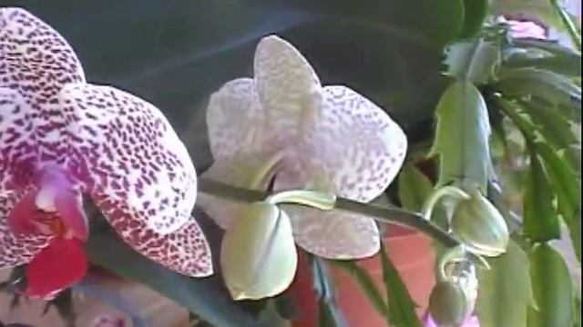 Phalaenopsis orchid blooming update смотреть онлайн