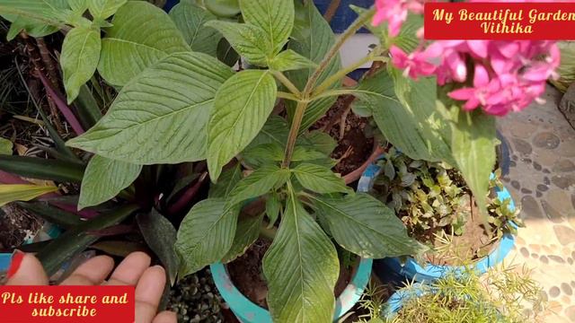 Pentas Plant Care/Pentas Plant Care in Summer/पूरी साल फूल देने वाला सुन्दर पौधा/Pentas Propagation смотреть онлайн