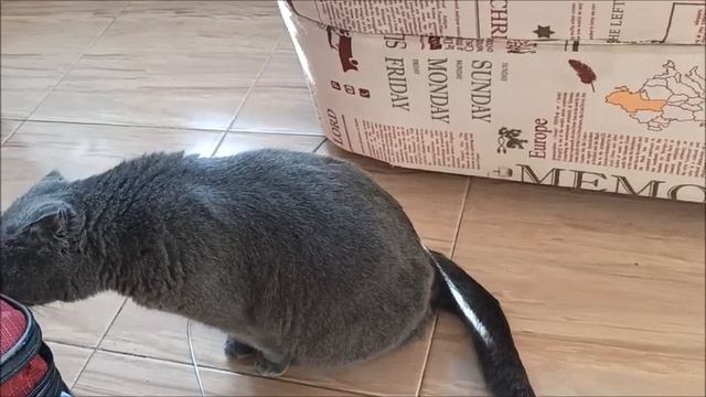 Советы для владельцев кошек и собак