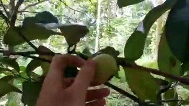 Как растет фрукт Мангустин Тайланд смотреть онлайн