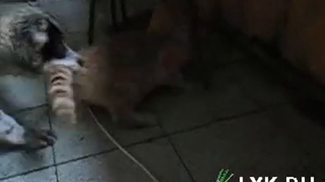 Приколы !!!! Ржачь !!Жесть смотреть онлайн