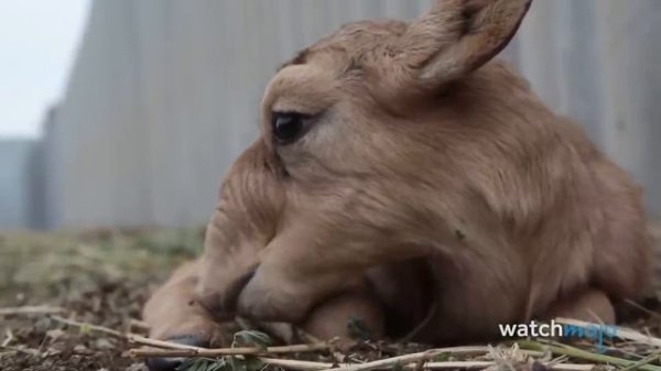 Top 10 Strangest Animals on Earth