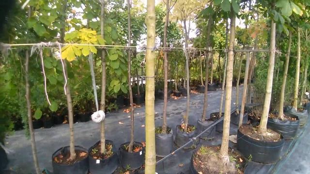 Каштан конский от ЦМП