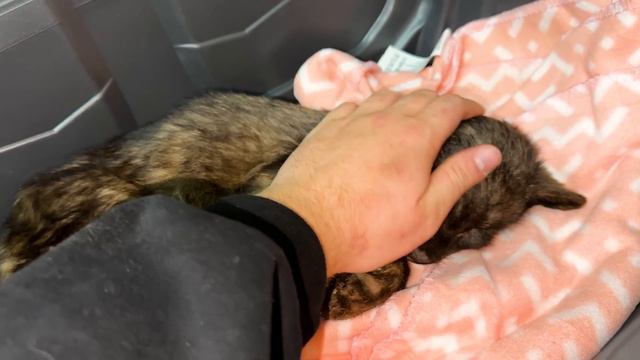 Маленькая ПАНТЕРА - в глазах БОЛЬ И СТРАХ. Но, ОГРОМНОЕ желание выжить 😭❤️