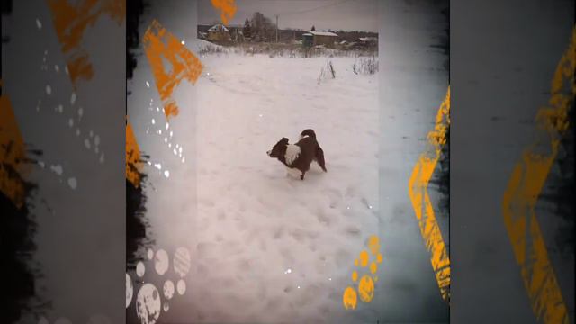 Бордер колли смотреть онлайн