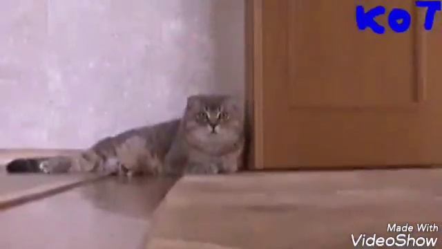 Жизнь кота БАРСИКА ??? смотреть онлайн