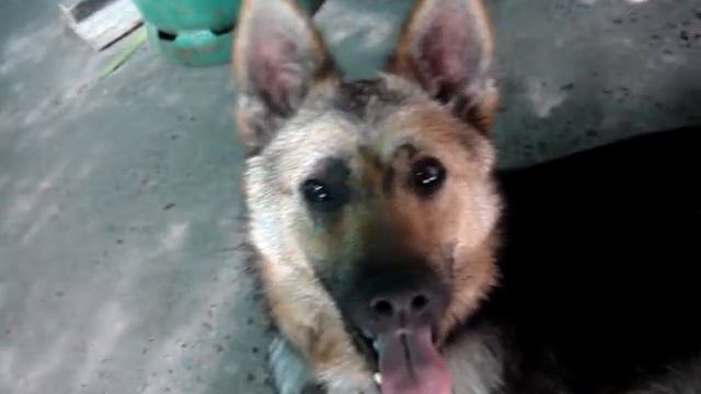 Nina mi perri linda смотреть онлайн