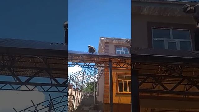 Навесы в бишкеке сварщик0707305555 сварочные работы