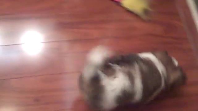 Papillon puppy, tricolor, playing with a sock & cat смотреть онлайн
