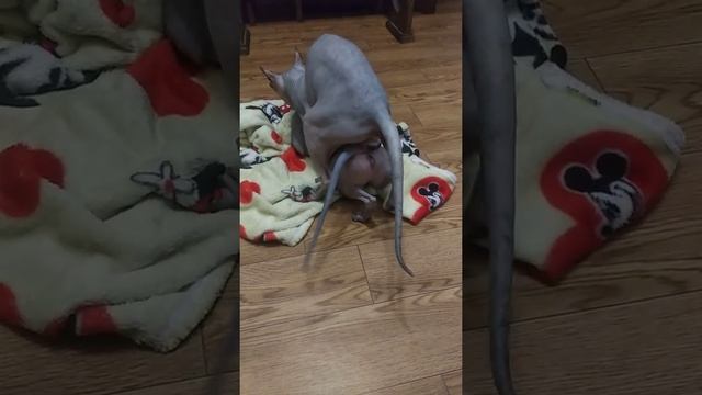 Вязка сфинксов. Донской сфинкс Стич и кошка Эля смотреть онлайн