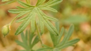 Герань кроваво-красная (Geranium sanguineum)