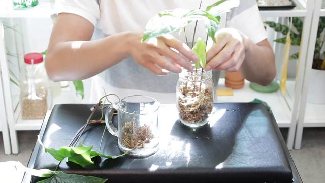 Syngonium Albo Cuttings & Giveaway [Closed] | Propagation Update | Transferring to Soil and Moss смотреть онлайн