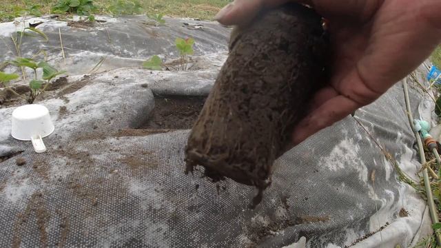 Осенняя посадка клубники под укрывной материал смотреть онлайн