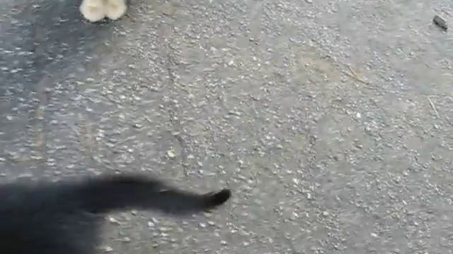 котенок играет смотреть онлайн