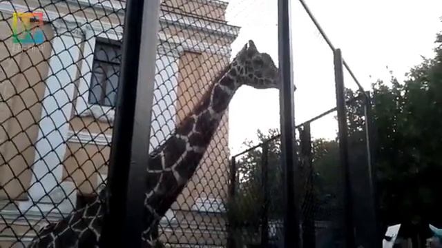 как выглядит счастье смотреть онлайн