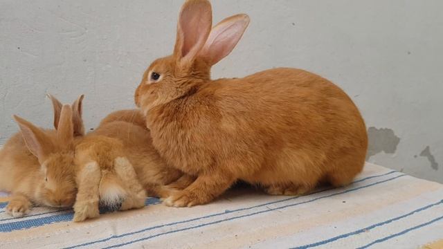 Кролики! Порода Бургундія. Породи кроликів в моєму господарстві. смотреть онлайн