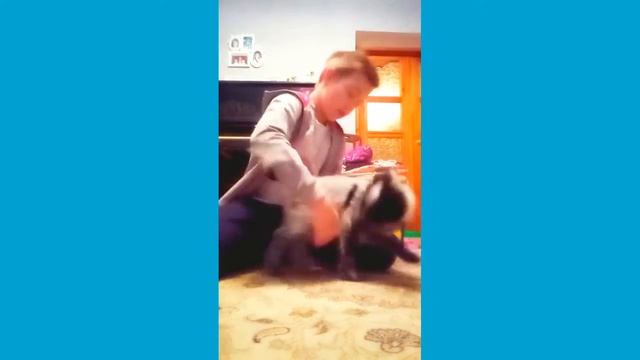 Дрессировка щенка/русский кокер спаниель? смотреть онлайн