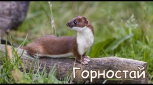 Голоса и звуки животных Северной Америки.