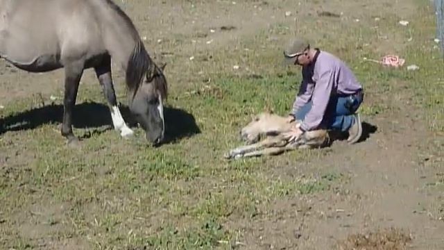 Foal Imprinting by James Holman @ Double Spear Ranch смотреть онлайн