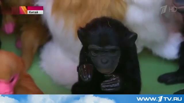 В Китае начали отмечать Новый год по восточному календарю смотреть онлайн