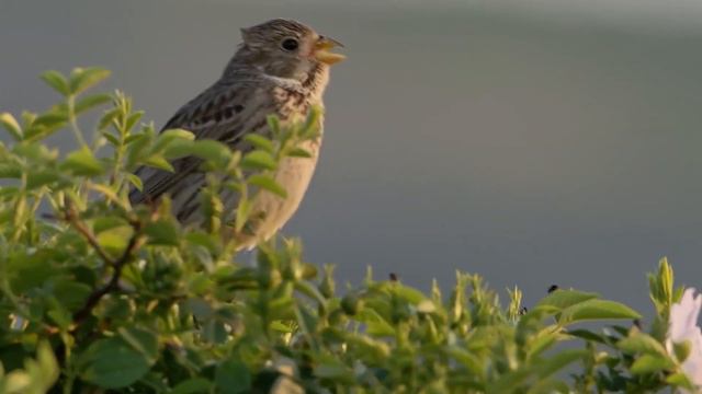 Слушайте эту музыку и чудеса произойдут! Музыка лечит душу и полезна для сердца! #3 смотреть онлайн