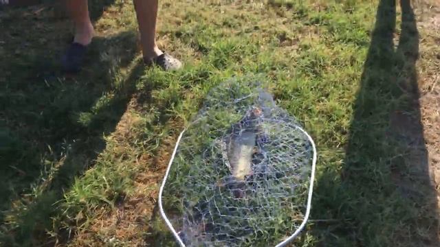 Ловля карпа на ставке в Матвеевке смотреть онлайн