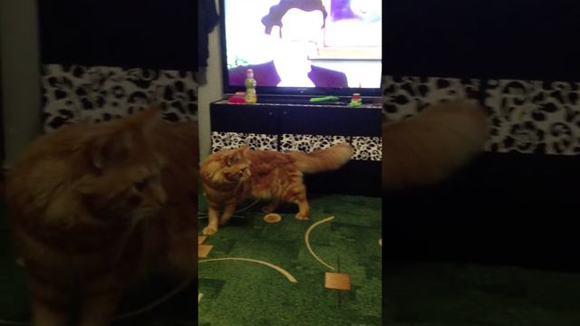 Мейн куны и дети. смотреть онлайн