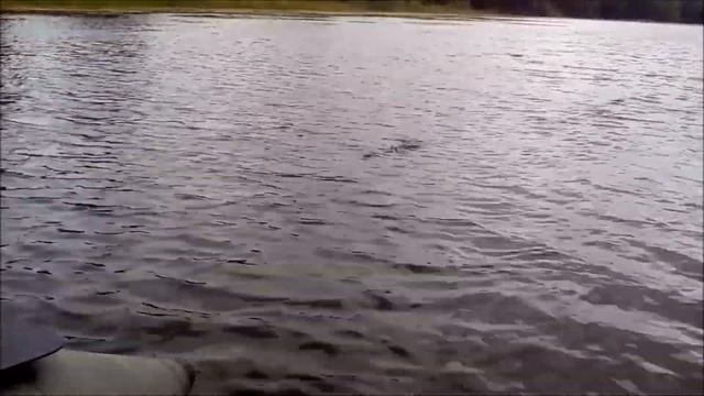 ОДИН ЗАБРОС ДВЕ РЫБЫ (РЫБОЛОВНЫЙ СЛЁТ 7 ИЮЛЯ 2019) 18+ смотреть онлайн