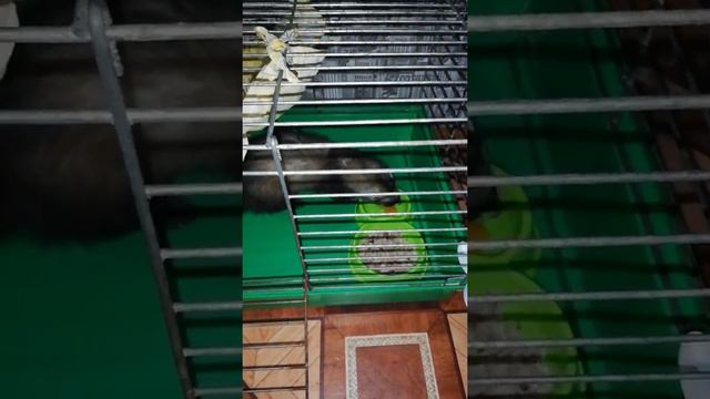 Люся, утро, как начинается утро хорька. смотреть онлайн