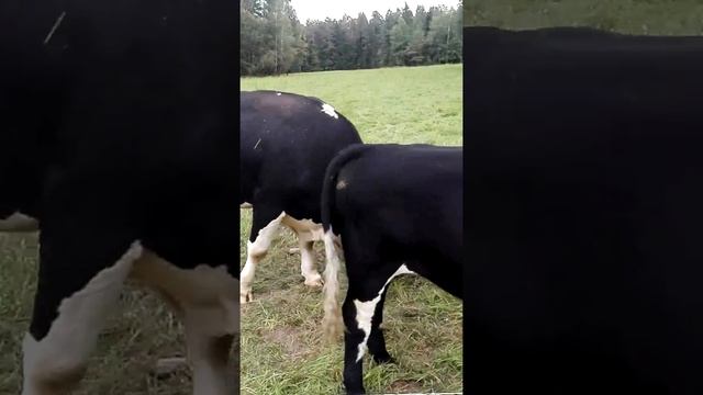 Быки на хуторе:)) смотреть онлайн