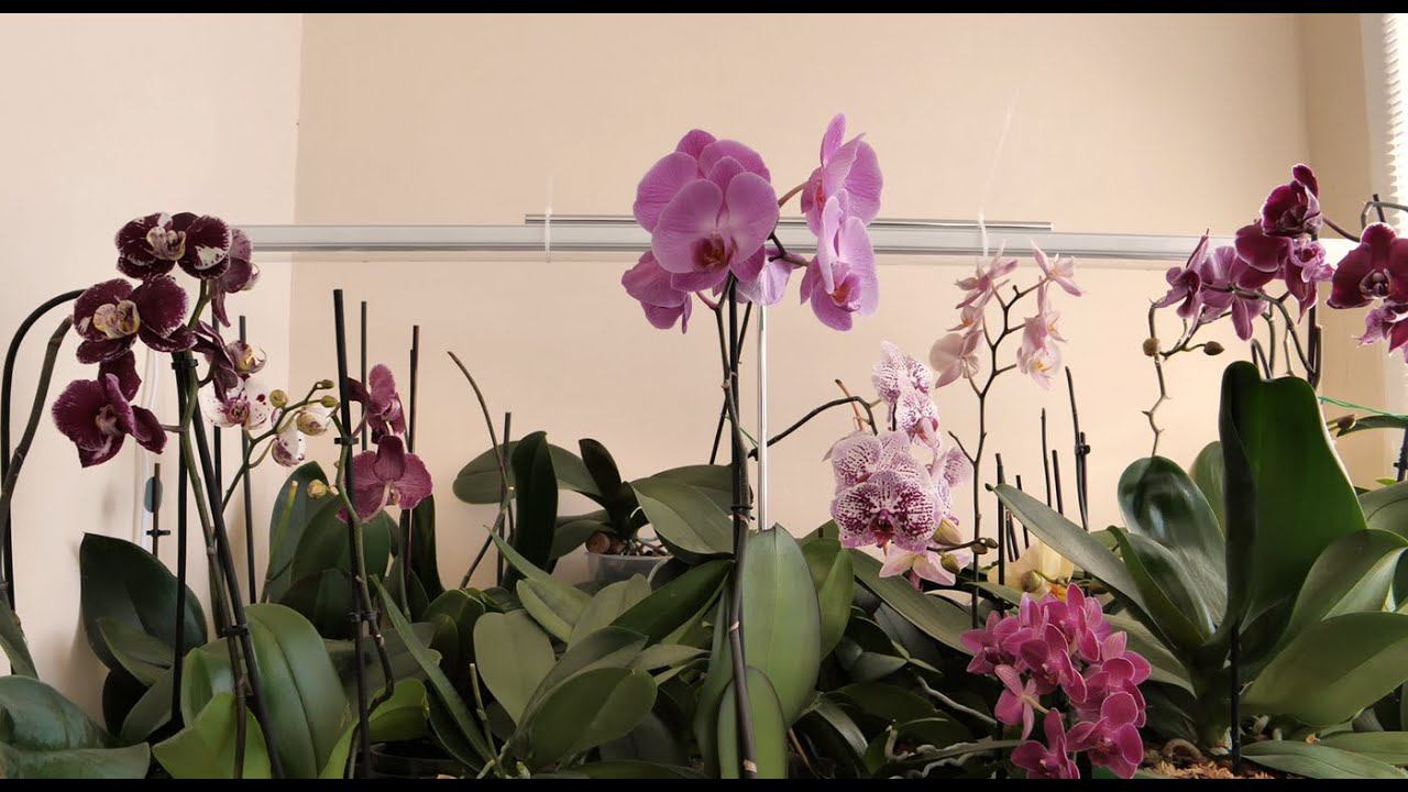 ГУЩА Орхидейных СОБЫТИЙ. смотреть онлайн