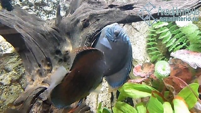Нерест зеленых королевских дискусов. Показано, кто самец, кто самка. смотреть онлайн