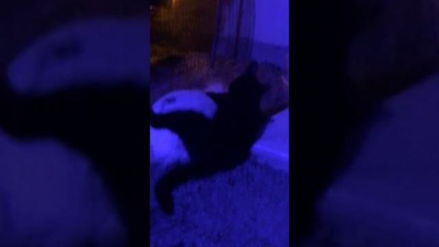 Кот ?⬛ против ? кролика львиная голова. Баффи победит! смотреть онлайн