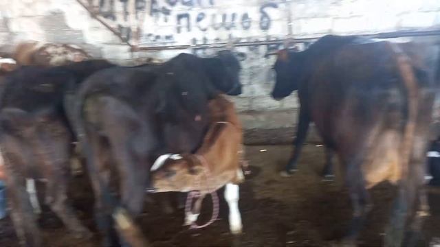 МОЛИ ОЧА БАЧА БО ТАЛАБИ ШУМХО ДУСТОН ХУДЖАНД 4 июня 2023 г.МОЛБОЗОРИ ХУЧАНД смотреть онлайн