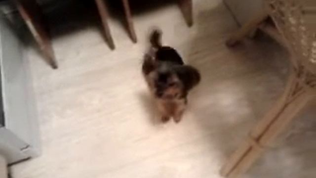 моя старушка)) Пусяшечка смотреть онлайн