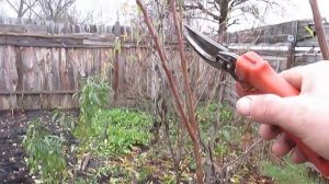 Абрикос. ОБРЕЗКА МОЛОДОГО АБРИКОСА. Формировка абрикоса.