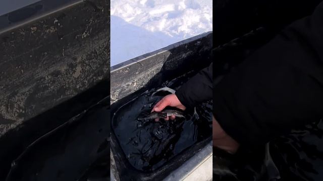 Достаю Осетров из пруда! #осетр #калуга #декоративныйпруд #стерлядь #пруд смотреть онлайн