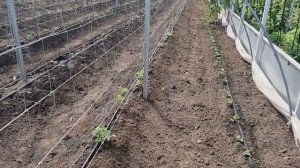 Всё про ежевику в теплице на раннюю ягоду.Идеальная шпалера для ежевики от ЮНИМАКС