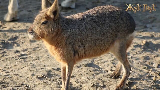 Фото ЖИВОТНЫХ, Которые похожи на ФОТОШОП! смотреть онлайн