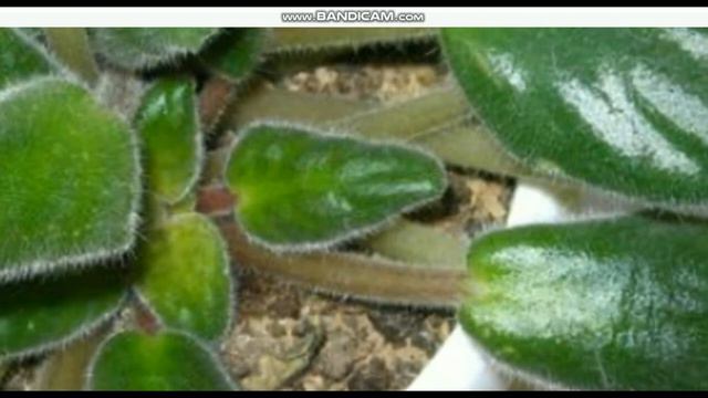 ПОЧЕМУ У ФИАЛКИ СКРУЧИВАЮТСЯ ЛИСТЬЯ, И КАК ЕЙ ПОМОЧЬ_ смотреть онлайн