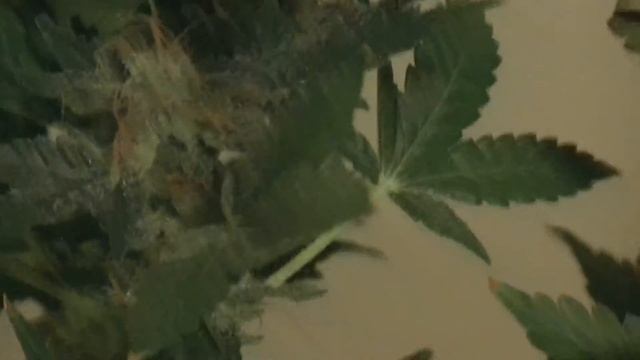 Harvest: G-13 - Purple Haze Day 63 & Paradise Seeds - Wappa (9 Weeks) смотреть онлайн