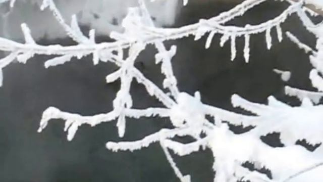 Дикие утки в городе. ЗИМОЙ! смотреть онлайн