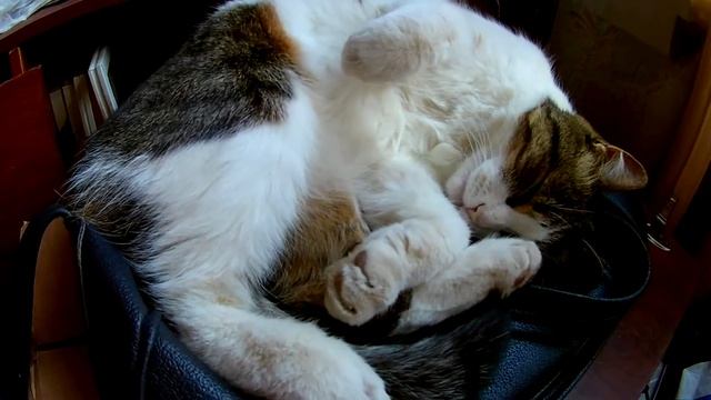 Как снимают экшн камеры в помещении Yi4k и Eken H9