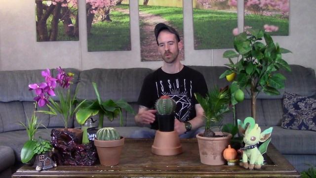 Dwarf Turk's Cap Cactus Care & Info (Melocactus matanzanus) смотреть онлайн